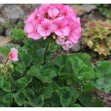 Pink Pembe Sardunya Çiçeği Fidesi 10-20 cm