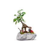 Pisagor Mini Ficus Bonsai Ve Sırt Sırta Sevgililer