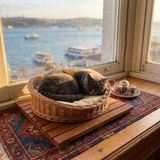 Pisiletto - Kedi Yatağı Bazası - Masif Teak - Yerden Yüksek Hijyenik Palet - 50x50 cm sabit