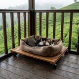 Pisiletto - Kedi Yatağı Bazası - Masif Teak - Yerden Yüksek Hijyenik Palet - 50x70cm tekerlekli