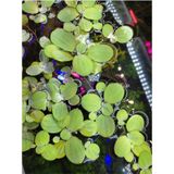 Pistia Stratiotes Su Marulu Su Üstü Canlı Akvaryum Bitkisi 4 Kök 15-20 Yaprak Kolay Bitki