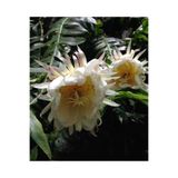 PLANT Epiphyllum Chrysocardium Atlas Çiçeği