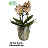 plant-home Cam Orkide Saksısı - 12 Pot Cam Orkide Saksısı - Cam Saksı Vazo