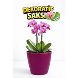 plant-home Dekoratif Orkide Saksısı - 12 Lik Üretim Saksısına Uygun Kaliteli Ürün