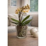 Plant Home Power Mix 2 'li Şeffaf Cam Saksı Seti- Modern Dekoratif Orkide Bitki Saksısı