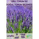 Plant Home Power Mix 25 Adet Lavanta Tohumu - Yerli Ürün - Doğal Güzellik ve Hoş Koku