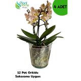 Plant Home Power Mix 4 Adet Cam Orkide Saksısı - 12 Pot Cam Orkide Saksısı - Cam Saksı Vazo