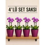 Plant Home Power Mix 4 Lü Bordo Renk Orkide Saksısı