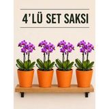 Plant Home Power Mix 4 Lü Turuncu Renk Orkide Saksısı