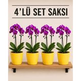 Plant Home Power Mix 4'lü Sarı Renk Orkide Saksısı