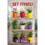 Plant Home Power Mix 9 Adet Rengarenk Dekoratif Orkide Saksısı - Orkide Dış Saksıları Toplu Fiyatı