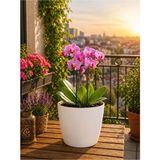 Plant Home Power Mix Dekoratif Beyaz Renk Orkide Saksısı