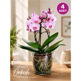 Plant Home Power Mix Dekoratif Orkide Cam Saksı 4 Adet