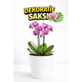 Plant Home Power Mix Dekoratif Orkide Dış Saksısı Beyaz – Hava Alan ve Zarif Tasarımlı Saksı İç Mekan Kullanımına Uygun