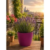 Plant Home Power Mix Dekoratif Orkide Saksısı - Bordo Renk 1 Adet 12 Pot Üretim Saksısı Hediye
