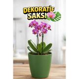 Plant Home Power Mix Orkide Saksısı Koyu Yeşil Dekoratif Dış Saksı 1 Adet- 12 Pot Şeffaf Orkide Üretim Saksısı Hediyeli