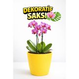 Plant Home Power Mix Orkide Saksısı Sarı Dekoratif Dış Saksı 1 Adet- 12 Pot Şeffaf Orkide Üretim Saksısı Hediyeli