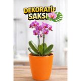 Plant Home Power Mix Orkide Saksısı Turuncu Dekoratif Dış Saksı 1 Adet- 12 Pot Şeffaf Orkide Üretim Saksısı Hediyeli