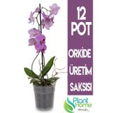 Plant Home Power Mix Orkide Üretim Yetiştirme Saksısı 12 Pot 0.75lt Şeffaf Plastik Saksı - 1 Adet