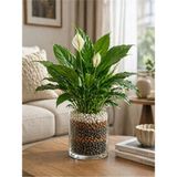 Plant Home Power Mix Şeffaf Dekoratif Saksı 1000 G - Bitki Cam Saksı