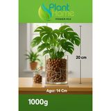 Plant Home Power Mix Tropikal Bitki Cam Saksı – Şeffaf Dekoratif Saksı (1000 Gr)