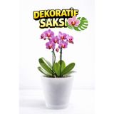 plant-home Yarı Şeffaf Dekoratif Orkide Saksısı - 12 Lik Üretim Saksısına Uygun Kaliteli Ürün