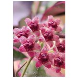 PLANT Hoya Kentiana Lori Lyn Mum Çiçeği