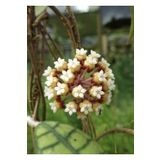 PLANT Hoya Mum Çiçeği