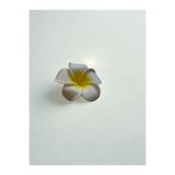 Plantarrium Design Hawaii Plumeria Çiçeği Kıstırmalı Köpük Toka 5,5cm