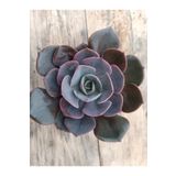 PLANTİS BOTANİK Echeveria dusty rose 9cm saksılı sukulent