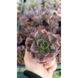PLANTİS BOTANİK Echeveria Melaco 5,5 cm saksılı sukulent