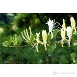 Plantistanbul Lonicera Caprifolium Hanımeli Fidanı