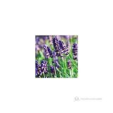 Plantistanbul Saksında Lavanta Lavandula İntermedia İthal