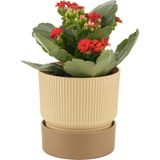 Plastik Ixora Saksı-17 - 17x17cm - Krem