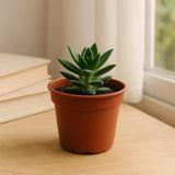 Plastik Orta Boy Saksı (10 Adet) 14cm Genişlik 12 Cm Yükseklik