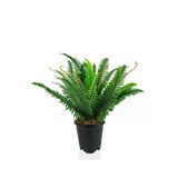 Plastik Saksıda Nephrolepis (Aşk Merdiveni) Bitki 60Cm
