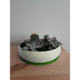 Plastobe Aranjman Boğum Saksı 18 cm (Bioplastik) - Yeşil