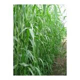 platinbahce Sorgum Sudan Otu Tohumu (1 Kg) Cısmn
