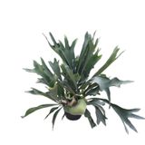Platycerium Bifurcatum (Geyik Boynuzu)