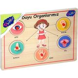 Playwood ONY-166/167 Ahşap Tutmalı Duyu Organlar