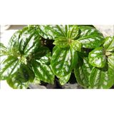 Plectranthus Coleoides ( Kokulu) Benjamin Çiçeği Fidanı 10-20 Cm
