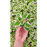 Plectranthus Coleoides (Kokulu) Fidesi, BTS05032025BYB42