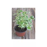 Plectranthus Forsteri Kokulu Bitki Saksılı Benjamin 10-20 Cm