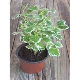 Plectranthus Forsteri Kokulu Bitki Saksılı Çok Yıllık 10-20 Cm