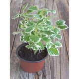 Plectranthus Forsteri Kokulu Bitki Saksılı Çok Yıllık 10-20cm