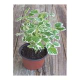 Plectranthus Forsteri Kokulu Bitki Saksılı Çok Yıllık