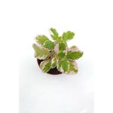 Plectranthus Forsteri Variegata Benjamin Çiçeği Fidanı 10-20 Cm