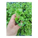 Plectronthus Australis Swedish Ivy Fidesi (Parlak Mustafa)