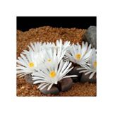 Pleiospilos Nelii Lithops Beyaz Çiçek Açan Taş Kaktüs(Yaşayan Taşlar)