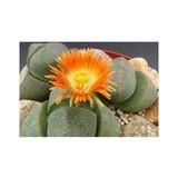 Pleiospilos Nelii Lithops Turuncu Çiçek Açan Taş Kaktüs(Yaşayan Taşlar)